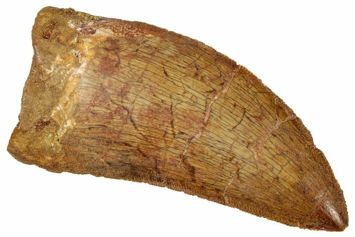 Serrated Carcharodontosaurus Tooth - Real Dinosaur Tooth #329921